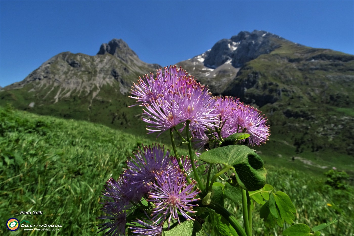 31 Pigamo colombino (Thalictrum acquilegiifolium) con da sfondo Arera-Corna Piana.JPG